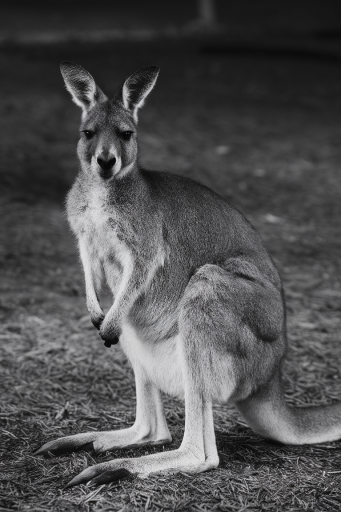 kangaroo coloring picture