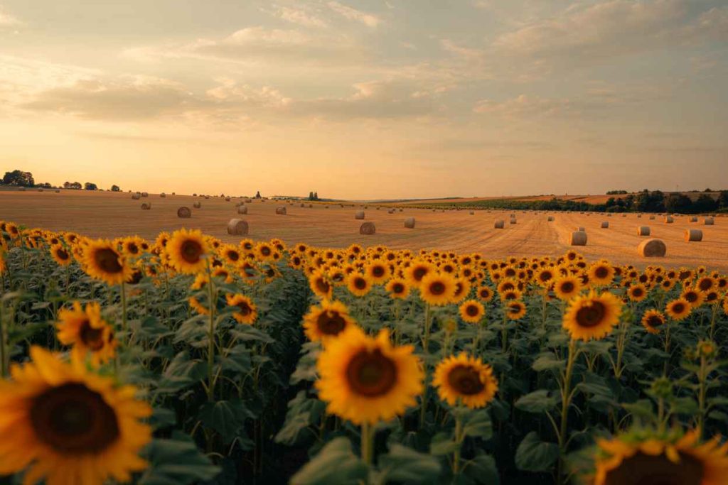 August coloring Pages