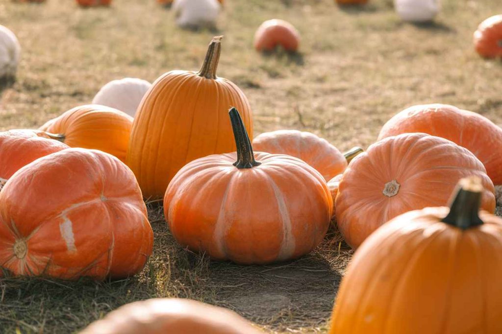 fall coloring pages for adults to print